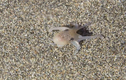 Hình ảnh bạch tuộc con bước đi trên cát siêu dễ thương