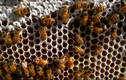Kỳ diệu tổ ong tự động thu hoạch mật ong