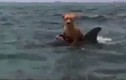 Cá heo cứu chú chó khỏi cá mập, cõng trở về thuyền