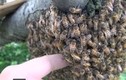 Cho tay vào tổ ong và cái kết gây tò mò