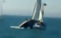 Cá voi liều lĩnh nhảy lên nghiền nát thuyền buồm
