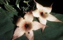 Những loài hoa bốc mùi nhất thế giới