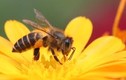 Vì sao ong mật chết sau khi dùng tuyệt chiêu?