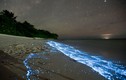 Sóng biển phát quang là hiện tượng gì?