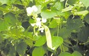 Hoa đậu ván trắng chữa sốt và tiêu chảy