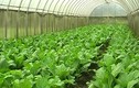 Bất ngờ công nghệ trồng rau sạch giữa Trường Sa