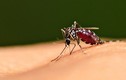 Vì sao bật điều hòa muỗi không chết?