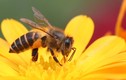 Vì sao ong hung dữ vào mùa sinh sản?