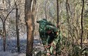 Bà Rịa - Vũng Tàu: Điều tra nguyên nhân vụ cháy 3.000 m2 rừng