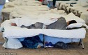 Báo động nạn cưỡng hiếp trong trại tị nạn ở Đức