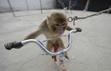 Đột nhập “lò” dạy  khỉ làm xiếc ở Trung Quốc