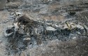 Hậu quả khủng khiếp của vụ cháy rừng ở Canada
