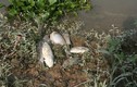 Đã tìm ra nguyên nhân cá chết hàng loạt trên sông Thương