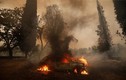 Kinh hoàng cảnh cháy rừng dữ dội ở Châu Âu