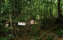 Sự thật rùng mình về khu rừng tự sát ở Nhật Bản