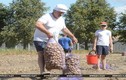 Trồng khoai tây, “thú vui tao nhã” của Tổng thống Belarus Lukashenko