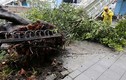 Loạt ảnh gây sốc về siêu bão Maria càn quét đảo Đài Loan