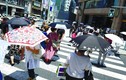 Nhật Bản chìm trong nắng nóng kinh hoàng, 30 người chết