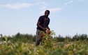 Lao động nhập cư Châu Phi “vỡ mộng” miền đất hứa châu Âu