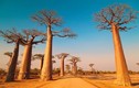 Tận mắt đại lộ “cây lộn ngược” nổi tiếng ở Châu Phi