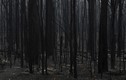 Hãi hùng cảnh “địa ngục” ở Australia giữa thảm họa cháy rừng