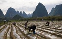 Nông dân Trung Quốc hăng say lao động sản xuất giữa đại dịch virus corona
