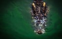 Hãi hùng phát hiện thi thể người trong bụng cá sấu khổng lồ