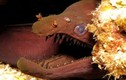 Video: Thợ lặn xoa đầu sinh vật giống hệt rồng trong truyền thuyết