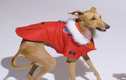 Video: Chú chó nổi tiếng nhờ luôn mặc đồ sành điệu