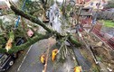 Siêu bão Goni tại Philippines: 31 triệu người bị ảnh hưởng
