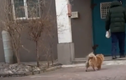 Video: Chú chó ngày ngày ra bãi xe đợi chủ suốt 5 năm