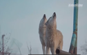 Video: Người đàn ông 1 mình nuôi 200 con chó sói