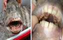 Cá kinh dị có răng như người nằm chình ình trên bờ biển