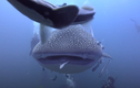 Video: Nhiếp ảnh gia đụng độ cá mập voi khổng lồ