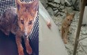 Chủ nhân “sốc” khi phát hiện chó cưng nuôi 3 tháng là con cáo