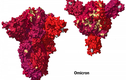 Omicron có thể “qua mặt” Delta, thành biến chủng thống trị toàn cầu?