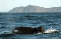 Cá voi sát thủ tung hoành ngoài khơi Nam Phi