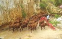 160 con bò ''dọa" du khách náo loạn suối Tiên Bình Thuận