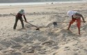 Cánh đồng “khủng” ươm giá đỗ xanh sạch bên bờ Trà Khúc