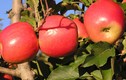 8 công dụng “mới tinh” của táo