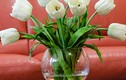 3 loại hoa phá vỡ phong thủy tuyệt đối không bày trong nhà 
