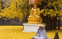 Đẹp vô ngần bạch quả ngàn năm tuổi trút lá nơi cửa Phật