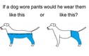 Câu hỏi tranh cãi gay gắt Internet: Chó nên mặc quần như thế nào?