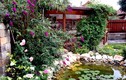 Ngôi nhà Việt có khu vườn tuyệt đẹp trên đất Hungary