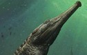 Phát hiện hài cốt “siêu cá sấu” gây sửng sốt