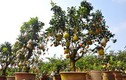 Vườn cây 10 quả chơi Tết “siêu lạ” của lão nông Hà thành