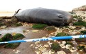Mỹ: Cá nhà táng khủng, nặng 30 tấn chết thảm trên bãi biển