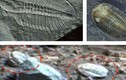Hóa thạch sinh vật biển thời tiền sử được tìm thấy ở sao Hỏa?