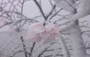 Chiêm ngưỡng hoa đào ngậm tuyết ở miền Tây xứ Nghệ