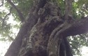 Giai thoại về “cây thị ăn thề” rỗng gốc hơn 700 năm tuổi